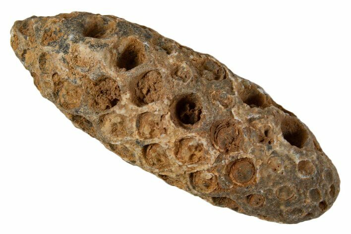 Fossil Cycadophyte Seed Cone - Boujdour, Morocco #339328